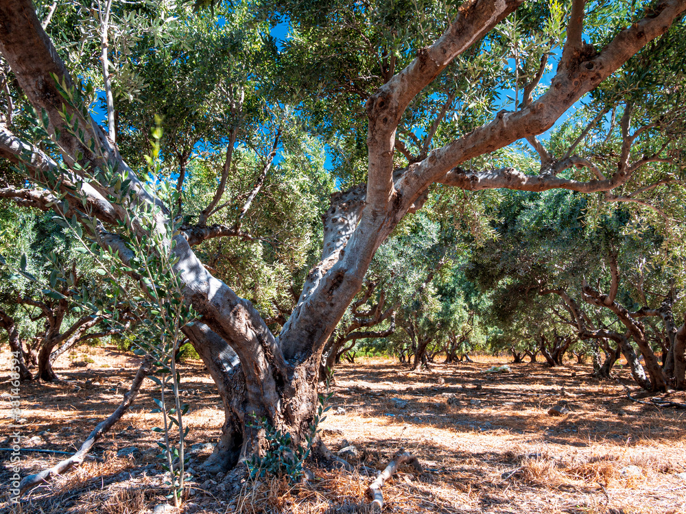 Fototapeta premium Olive trees before harvesting phase with sunny blue sky background