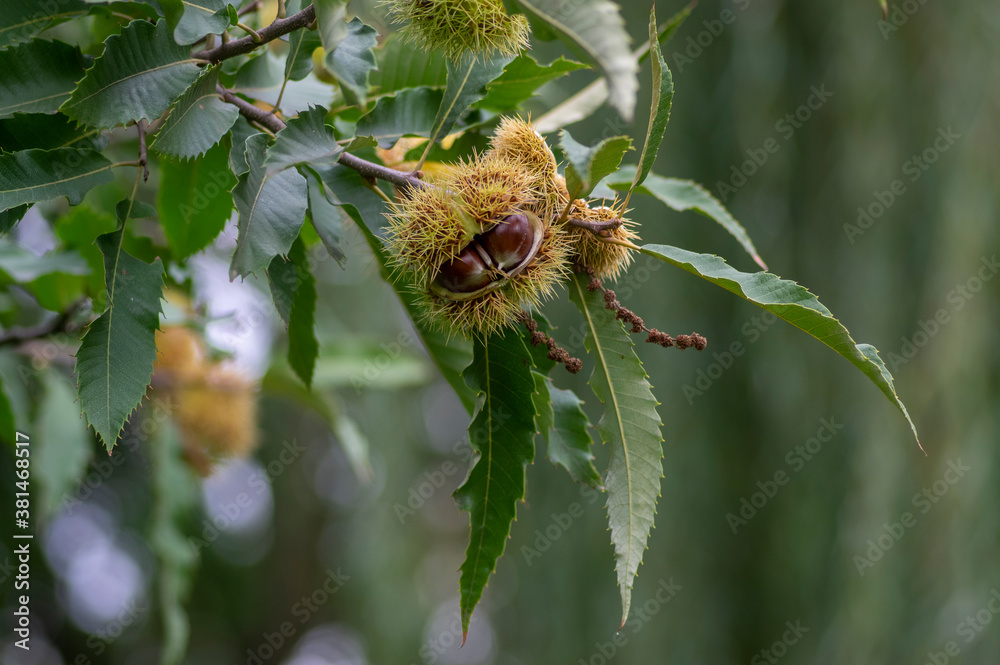 Castanea sativa ripening fruits in spiny cupules, edible hidden seed nuts hanging on tree branches, brown tasty nuts