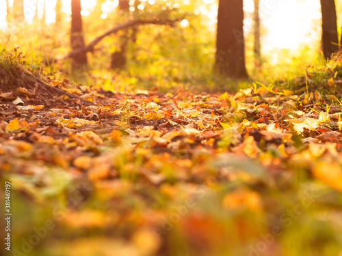 Sunny alley autumn in the Park in the sunlight. bright autumn. beautiful multi-colored foliage.