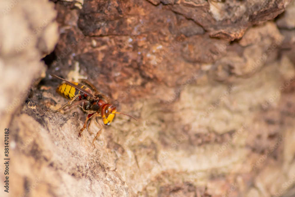 European hornets defend the entry of their hornets nest against invaders and are a dangerous and poisonous pest that build colony with stinging yellow jackets in tree trunks with aggressive attack European hornets defend the entry of their hornets nest against invaders and are a dangerous and poisonous pest that build colony with stinging yellow jackets in tree trunks with aggressive attack