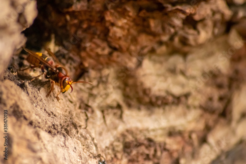 European hornets defend the entry of their hornets nest against invaders and are a dangerous and poisonous pest that build colony with stinging yellow jackets in tree trunks with aggressive attack © sunakri