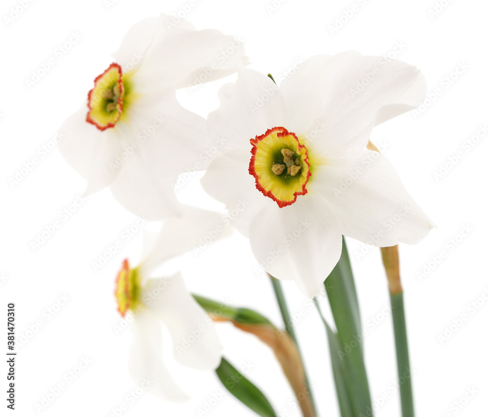 Three white beautiful daffodils. Three white beautiful daffodils.