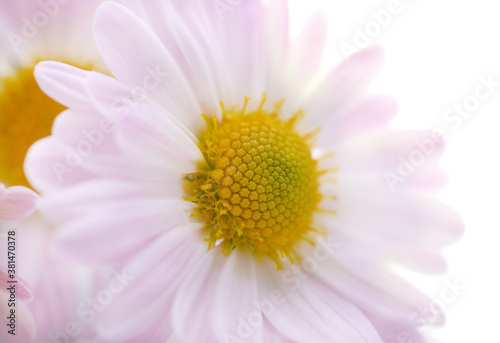 Beautiful white chamomile.