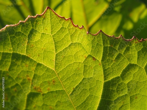 Innervation: close up of a green leaf 