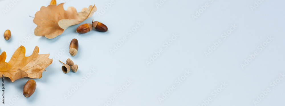 Dry autumn leaves and acorns on a blue background. View from above. Place for text. Photo banner.