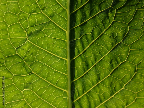 Innervation: close up of a green leaf  photo