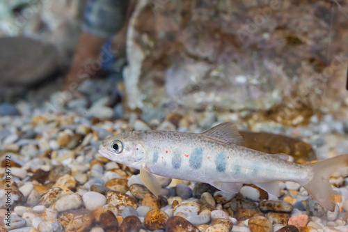 Fototapeta Naklejka Na Ścianę i Meble -  Minnow fish in the aquarium