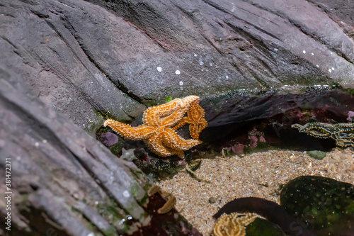 A group of starfish in the aquarium