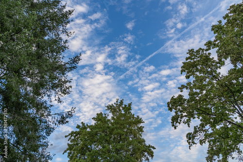 Cloudy Blue Sky and Green Trees