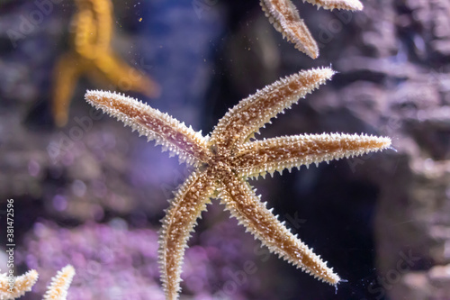 Closeup of a starfish in the aquarium glass © Panpiki