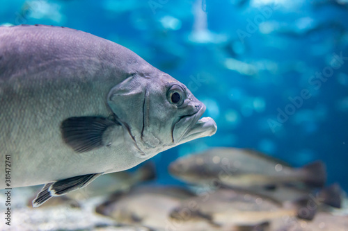 Closeup of a big fish in an aquarium