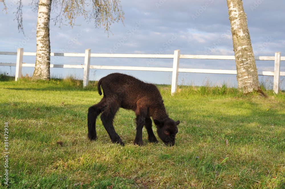 Brown lamb on green grass with white fence behind Brown lamb on green grass with white fence behind