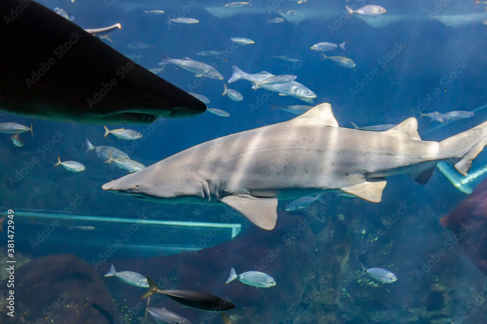Naklejka premium Two sharks in the aquarium tank