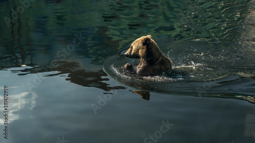 The bear swims in the water and catches fish,the brown bear in the wild.