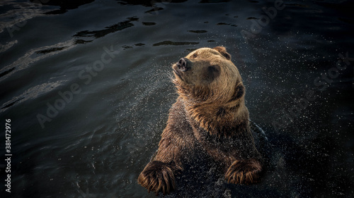 The brown bear shakes off the water,the bear swims on the water in the wild.