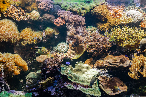 Fototapeta Naklejka Na Ścianę i Meble -  Coral reef ecosystem in an aquarium