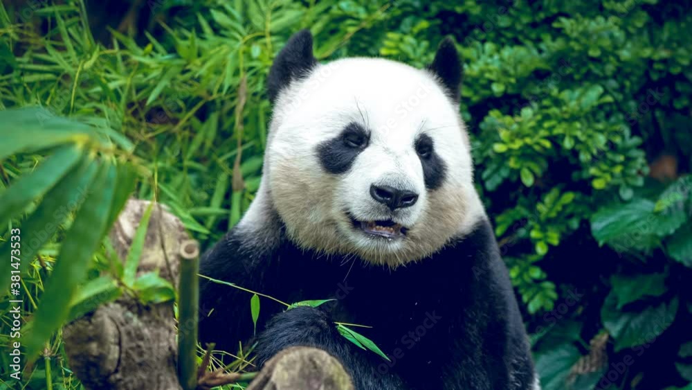 Hungry giant panda bear eating green bamboo in tropical forest. Exploring beauty world. Exotic wildlife travel background. Slow motion 4K footage Hungry giant panda bear eating green bamboo in tropical forest. Exploring beauty world. Exotic wildlife travel background. Slow motion 4K footage
