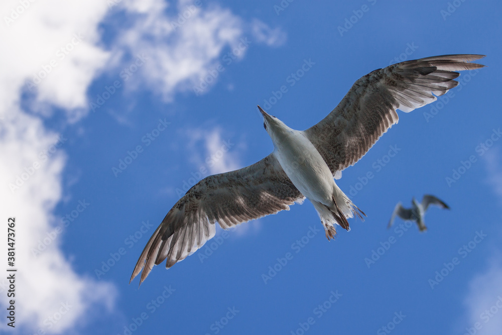 Obraz premium seagulls of instanbul, Turkey