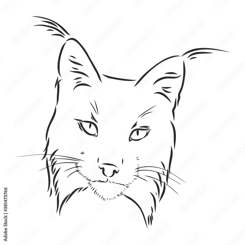 Lynx. Wild cat. Predator. Hand drawn. Black and white. Stylized. Decorative. Vector. lynx wild animal, vector sketch illustration Lynx. Wild cat. Predator. Hand drawn. Black and white. Stylized. Decorative. Vector. lynx wild animal, vector sketch illustration