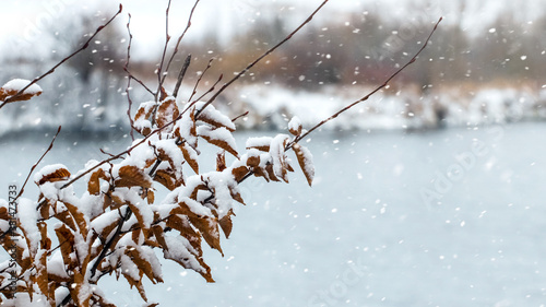 Snow-covered tree branches with dry leaves by the river during a snowfall