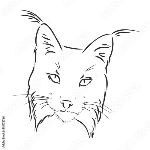 Lynx. Wild cat. Predator. Hand drawn. Black and white. Stylized. Decorative. Vector. lynx wild animal, vector sketch illustration