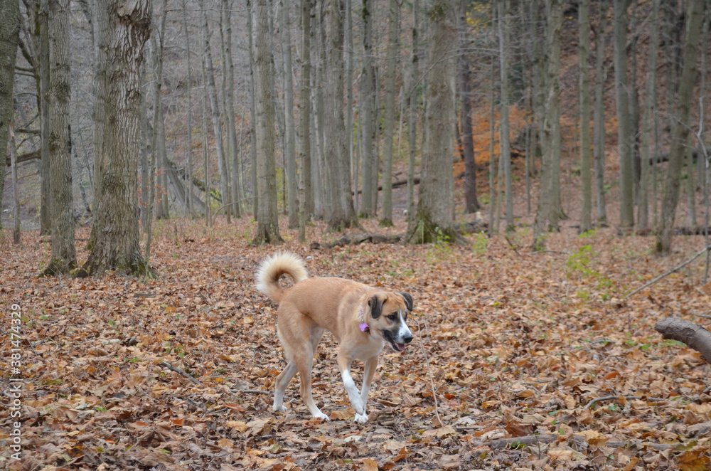 Dog In the forest