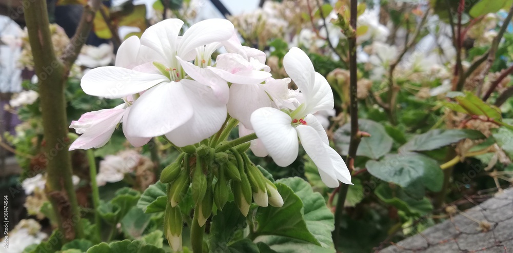 white spring flowers white spring flowers