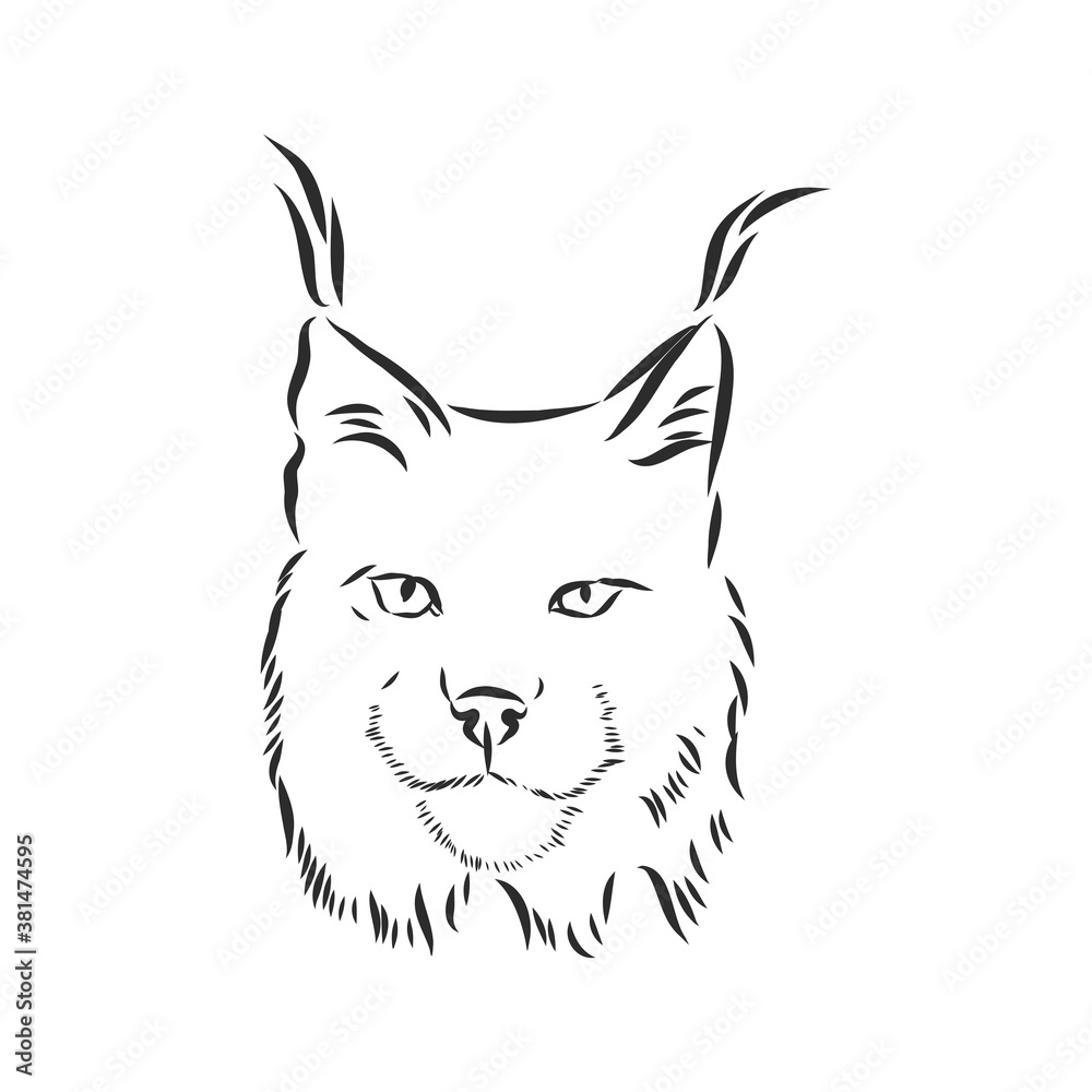 Fototapeta premium Lynx. Wild cat. Predator. Hand drawn. Black and white. Stylized. Decorative. Vector. lynx wild animal, vector sketch illustration