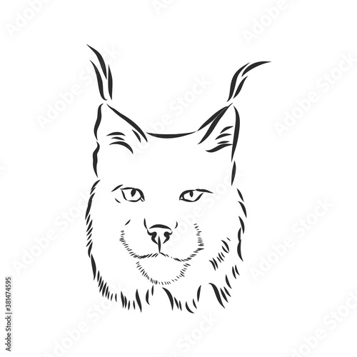 Lynx. Wild cat. Predator. Hand drawn. Black and white. Stylized. Decorative. Vector. lynx wild animal, vector sketch illustration