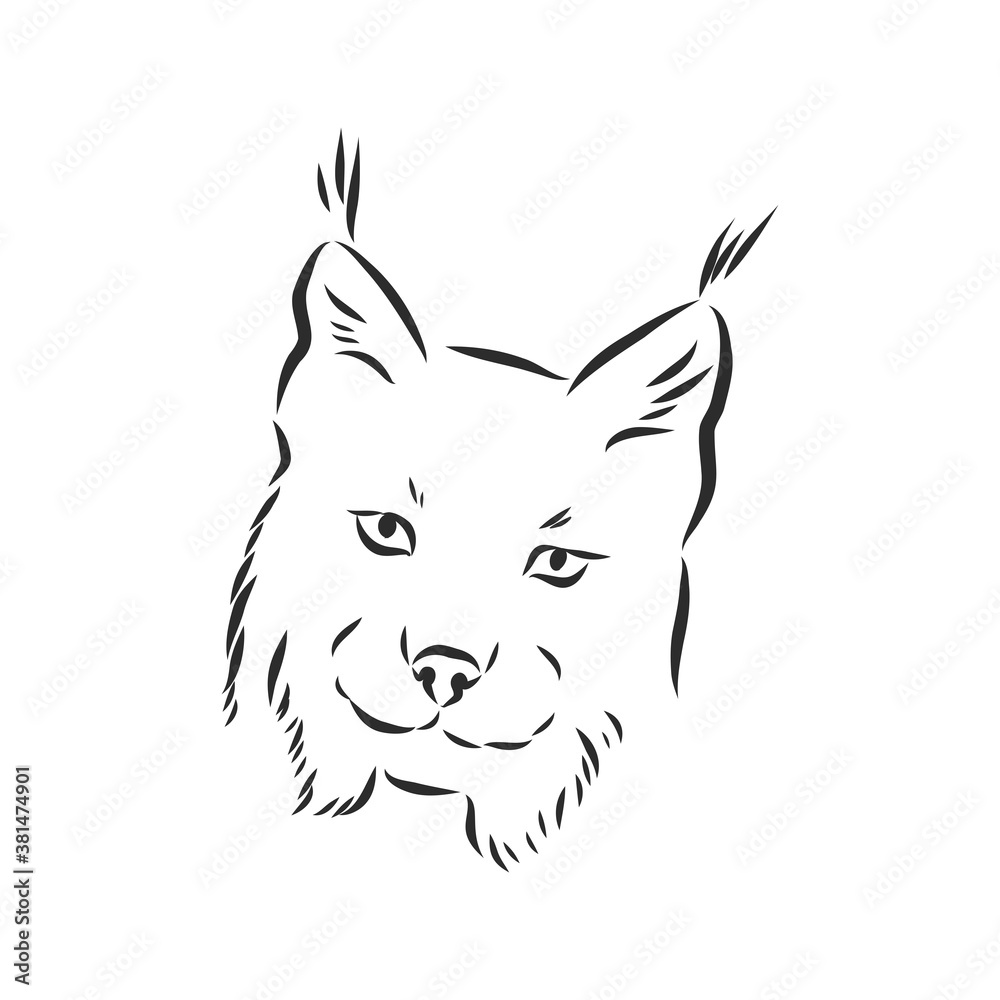 Obraz premium Lynx. Wild cat. Predator. Hand drawn. Black and white. Stylized. Decorative. Vector. lynx wild animal, vector sketch illustration