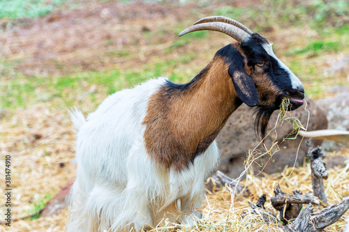 A white and black goat with big horns chews hay with great taste