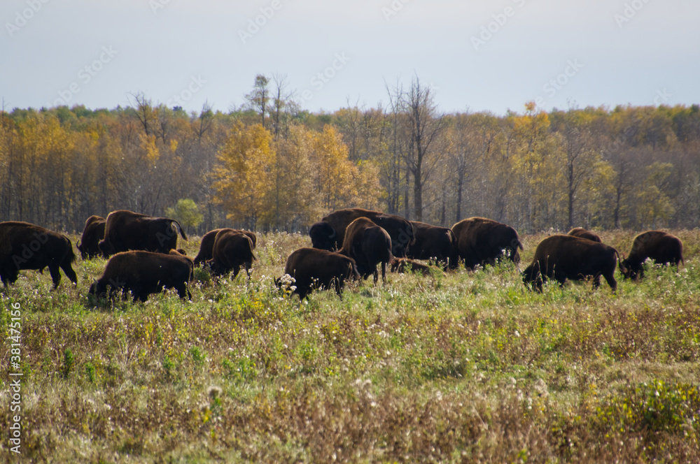 A Herd if Plains Bison Grazing in the Field A Herd if Plains Bison Grazing in the Field