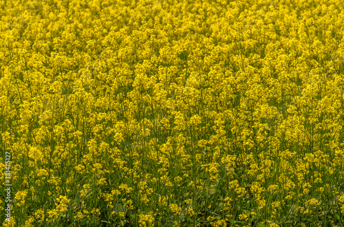 Yellow Fresh Mustard/ Canola Plant Field. Selective Focus is used.