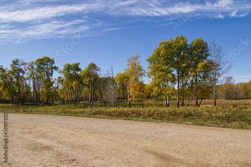 Autumn Trees at Elk Island National Park