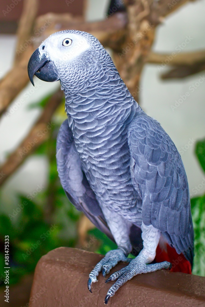 Fototapeta premium vertical Portrait of African gray parrot Psittacus erithacus with red tail sitting at home