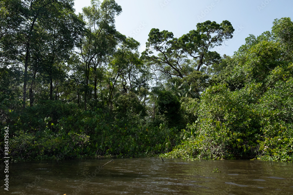 Obraz premium river in the woods