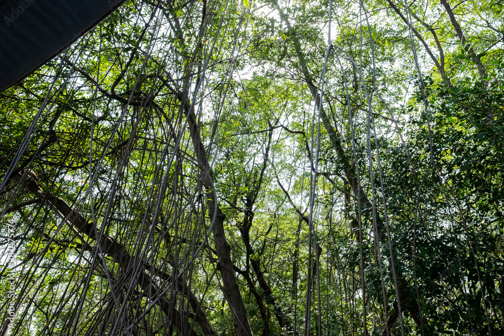 Fototapeta premium trees in the forest