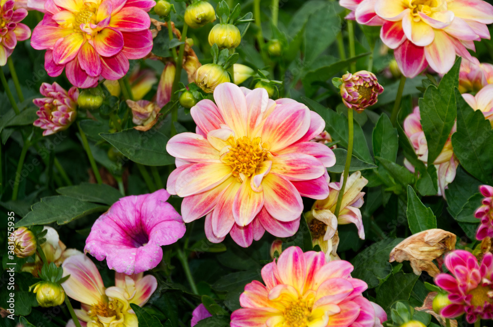 Dahlias Blooming in a Garden Dahlias Blooming in a Garden