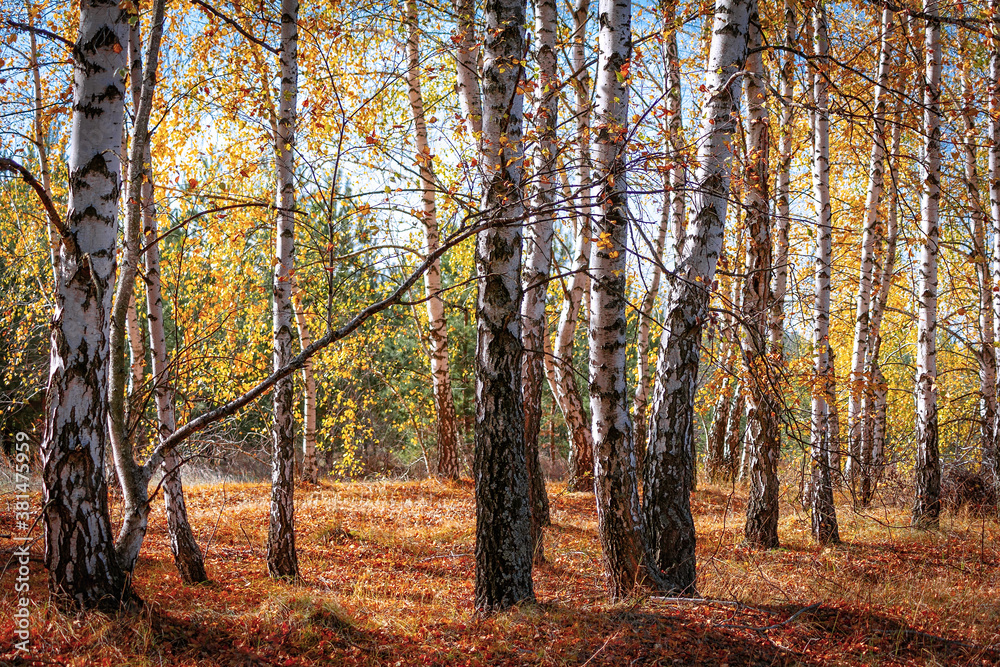 Plakat Wild birch forest with fallen yellow leaves. Autumn landscape.