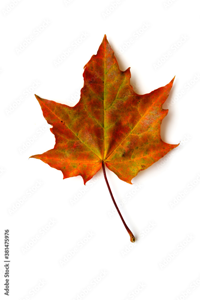 Obraz premium Orange red maple leaf isolated on white background