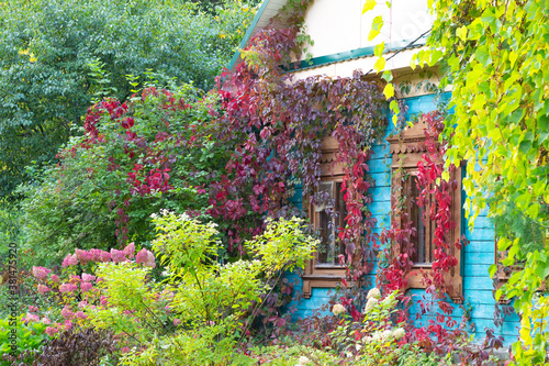 old blue wooden house in the garden in red and green grape plant with blooming flowers in front in sunny autumn day