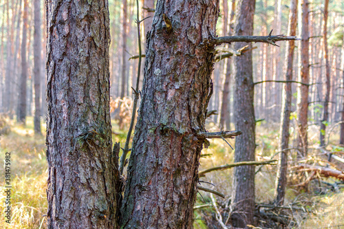 The trunks of two pine trees close up. Tree bark and dry branches. Autumn landscape. Dry forest with fallen trees.