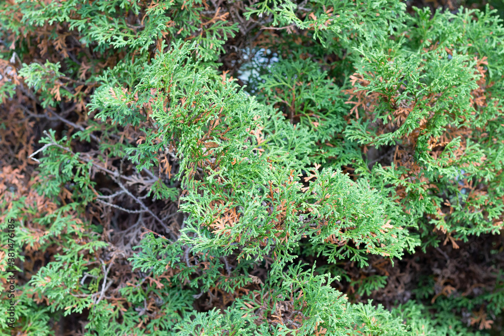 Green and yellow foliage of thuja tree in autumn garden as background Green and yellow foliage of thuja tree in autumn garden as background