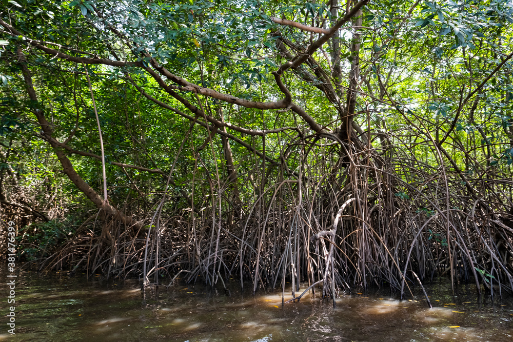mangrove mangrove