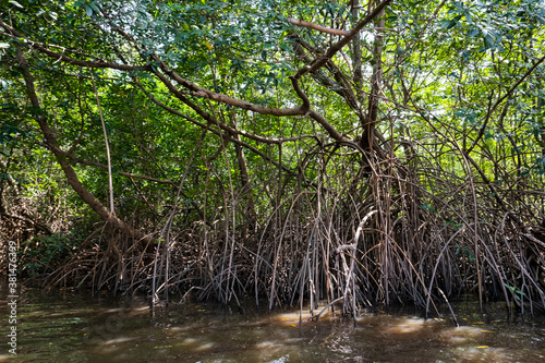 Fototapeta Naklejka Na Ścianę i Meble -  mangrove