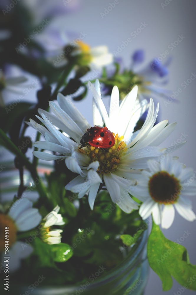 Moist lady bug feeding on white autumn aster perennis in small bouquet of garden flowers