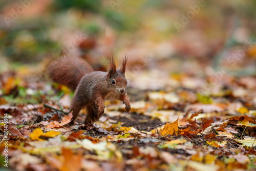 Close-up portrait of red squirrel in natural environment. Eurasian red squirrel  Sciurus vulgaris.