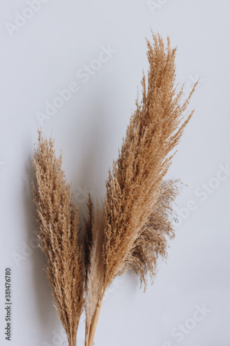 Dry flowers on white background