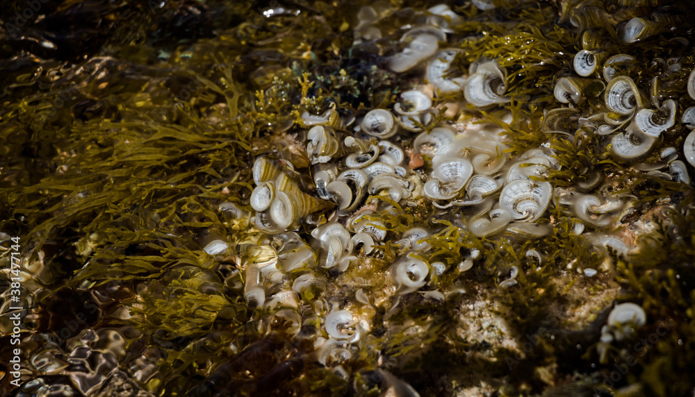 sea worms under water sea worms under water
