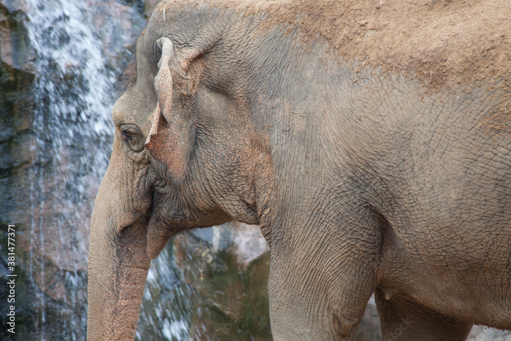 Fototapeta premium Wrinkled Elephant face